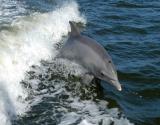 Dolphin Tours