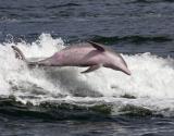 Paradise Dolphin Tours on Bridge Street in Bradenton Beach