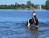 Horse Surfing on the Manatee Causeway.