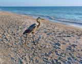 Shore Birds are a Delight to Observe